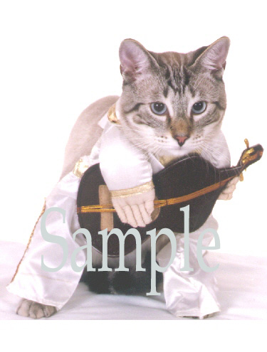 CATN12.jpg